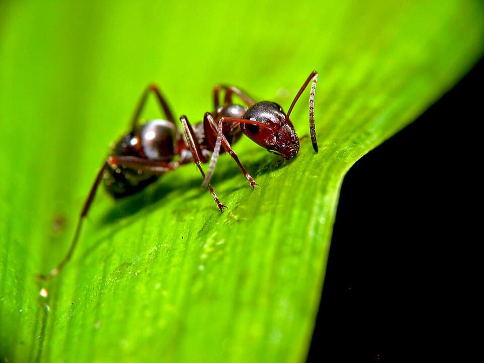 Ants pest control service