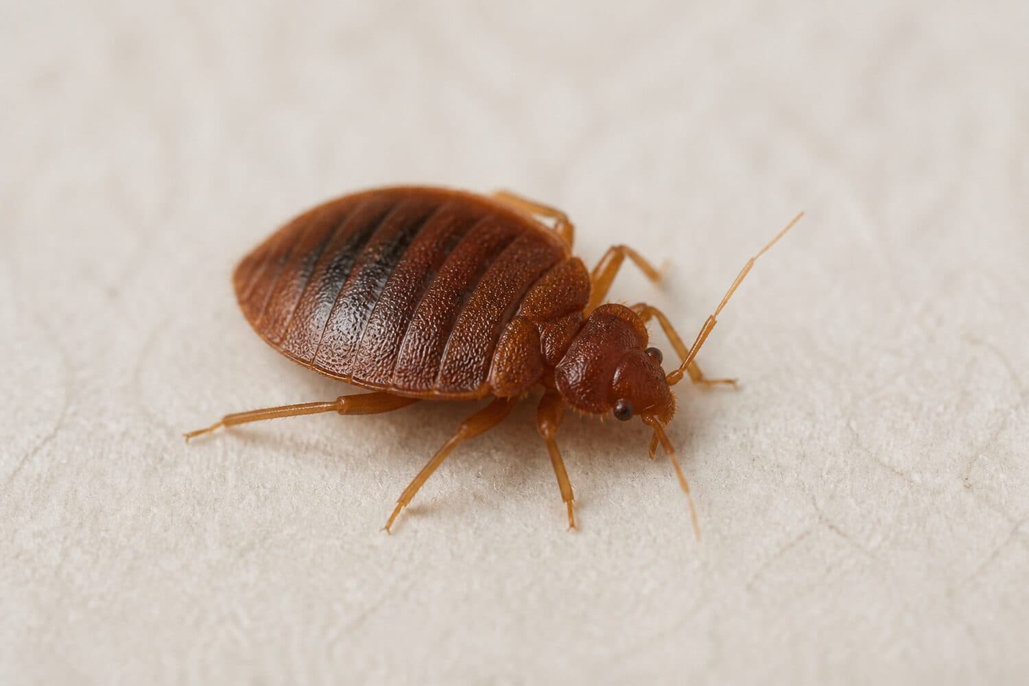 Bed bugs pest control service