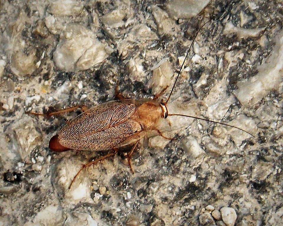 Cockroaches pest control service