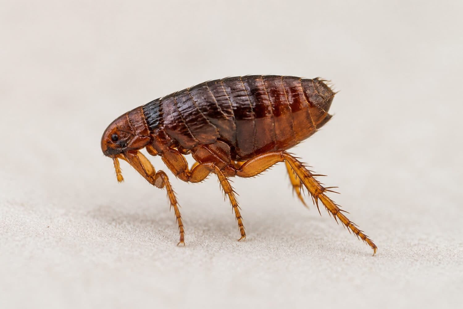 Fleas pest control service