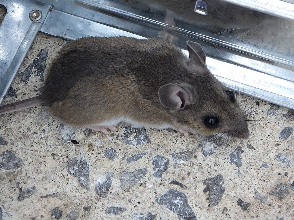 Rats & mice pest control service