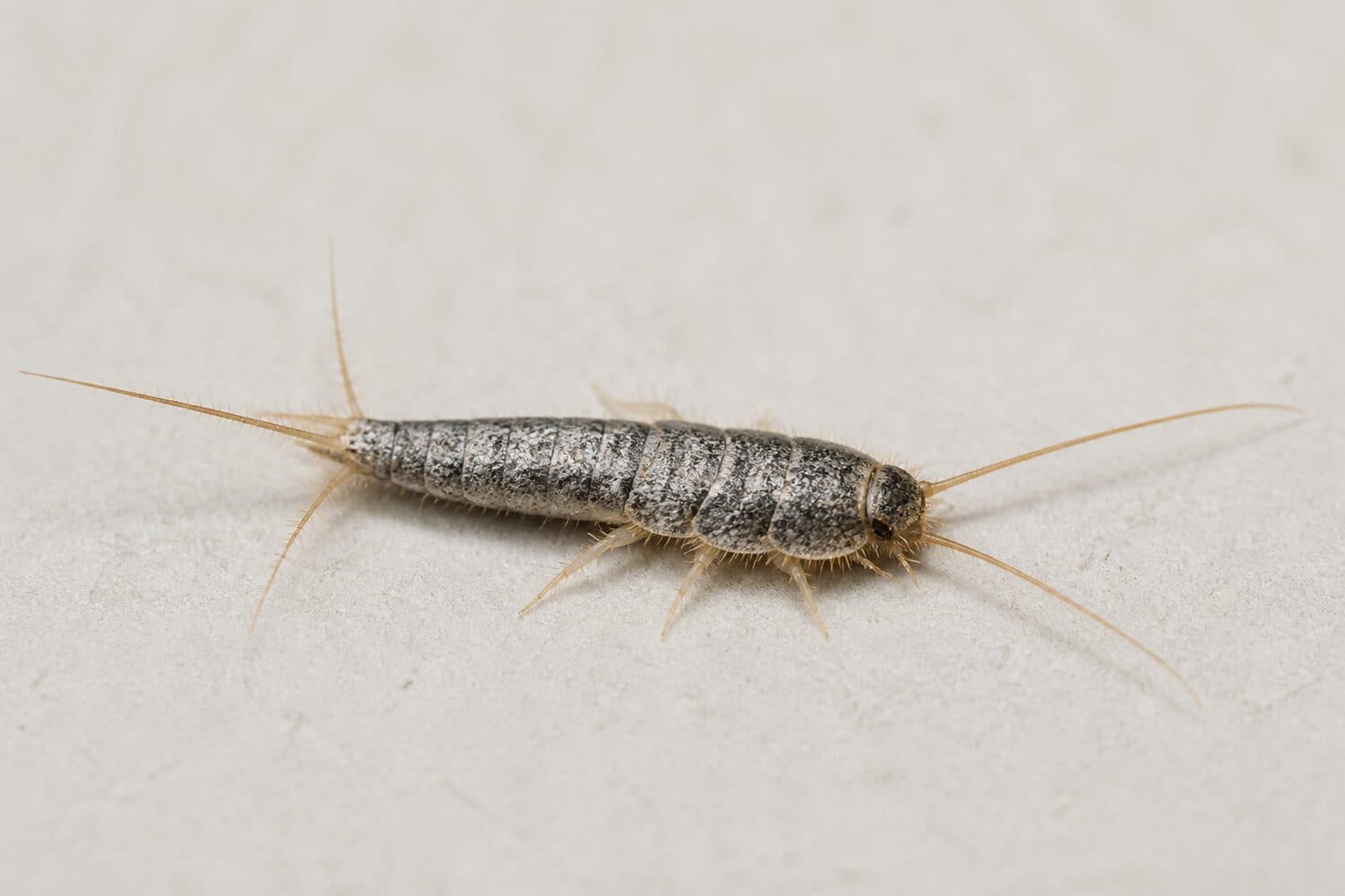 Silverfish pest control service