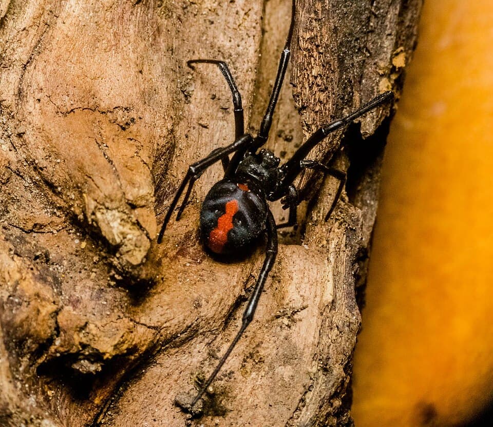 Spiders pest control service